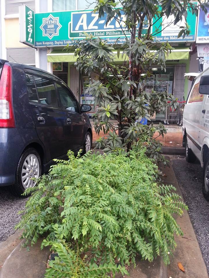 Pokok Kari Di AzZainMart Shah Alam : Sedekah Mudah 1
