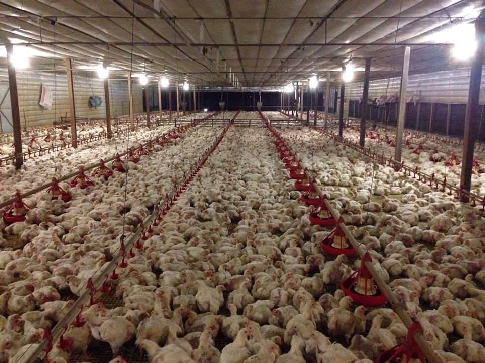 Ayam Bismi Segar Halal Suci 10