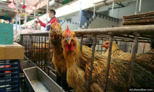 60,000kg ayam beku diragui halal cuba dibawa masuk ke Malaysia 1